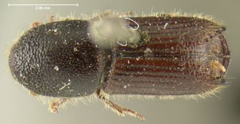 Media type: image;   Entomology 1024 Aspect: habitus dorsal view